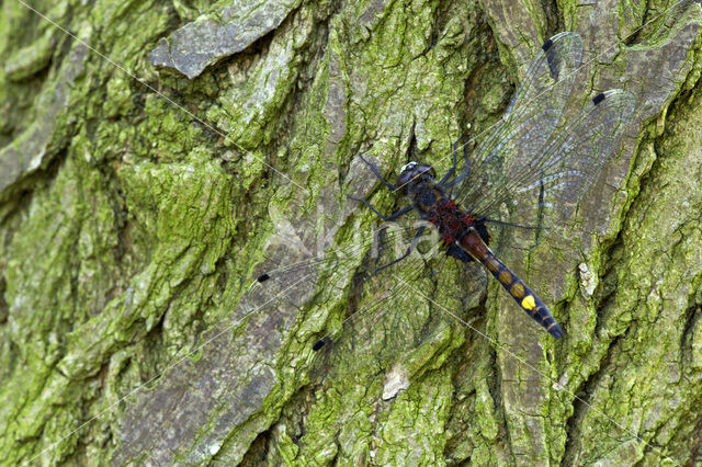 Large White-faced Darter (Leucorrhinia pectoralis)