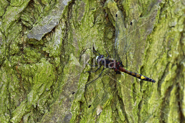 Gevlekte witsnuitlibel (Leucorrhinia pectoralis)