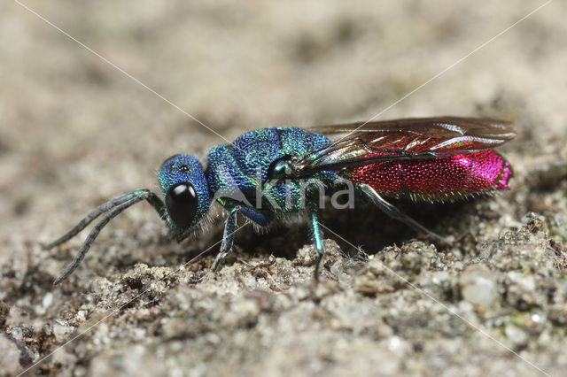 gold wasp (Chrysis ignita)