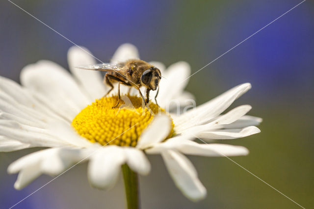 Ox-eye Daisy (Leucanthemum vulgare)