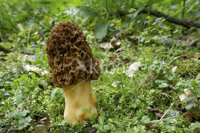 Gewone morielje (Morchella esculenta)