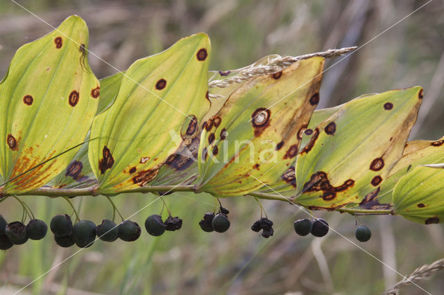 Solomon’s seal (Polygonatum multiflorum)