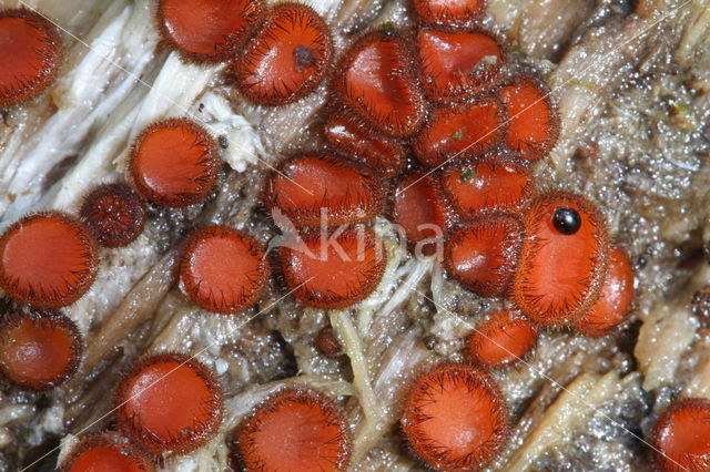 Common Eyelash (Scutellinia scutellata)