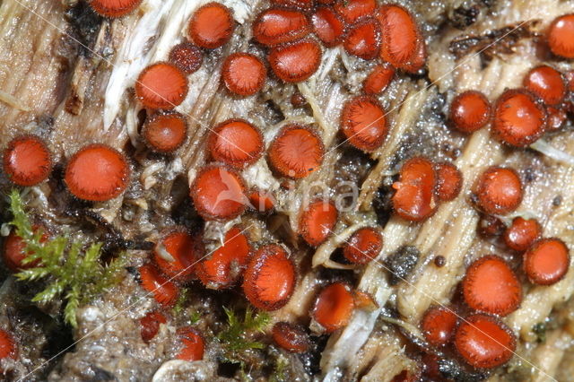 Gewone wimperzwam (Scutellinia scutellata)