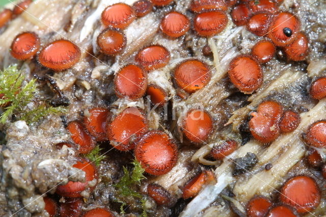 Gewone wimperzwam (Scutellinia scutellata)