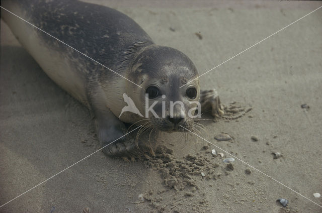 Common Seal (Phoca vitulina)