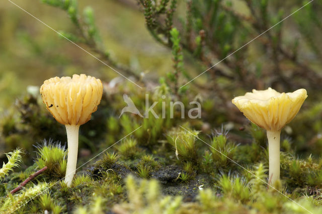 Omphalina ericetorum