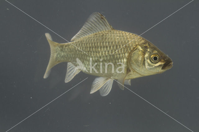 Giebel (Carassius auratus gibelio)