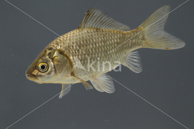 Giebel (Carassius auratus gibelio)