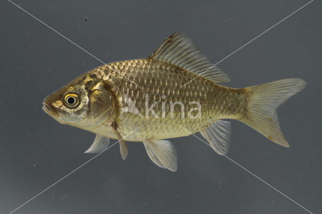 Giebel (Carassius auratus gibelio)