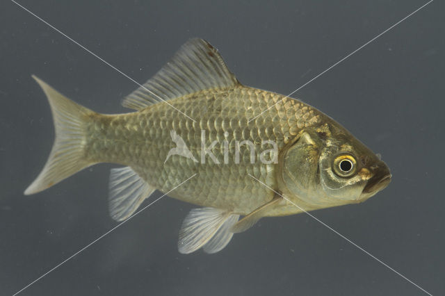 Giebel (Carassius auratus gibelio)