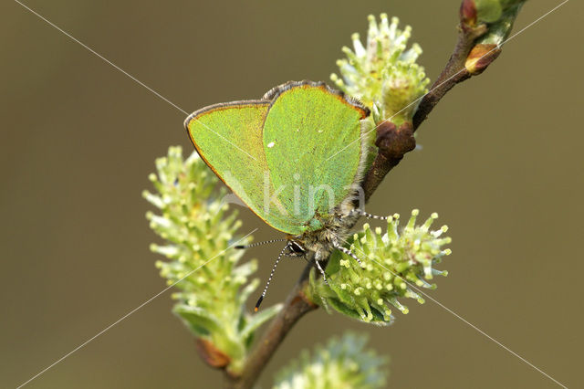 Groentje (Callophrys rubi)