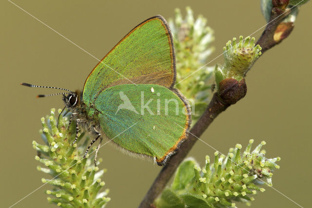 Groentje (Callophrys rubi)