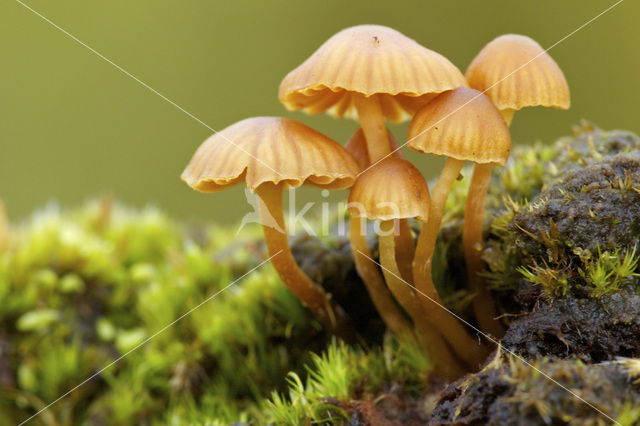 Groot mosklokje (Galerina clavata)