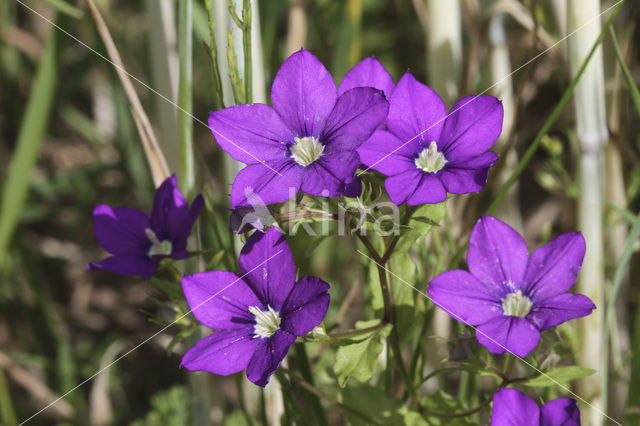 Groot spiegelklokje (Legousia speculum-veneris)