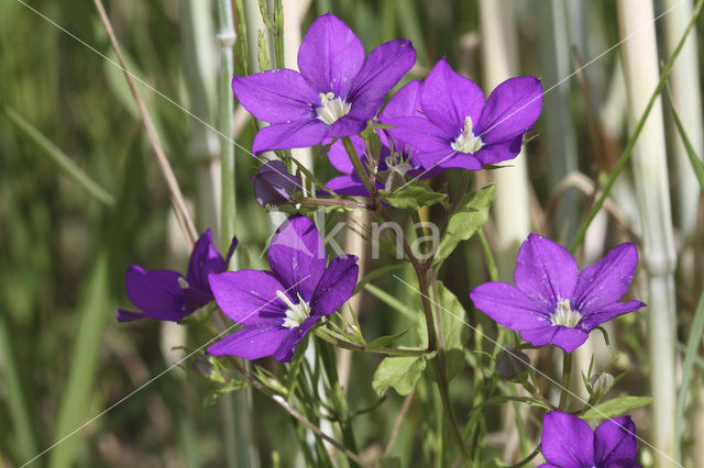 Large Venus’s-looking-glass (Legousia speculum-veneris)