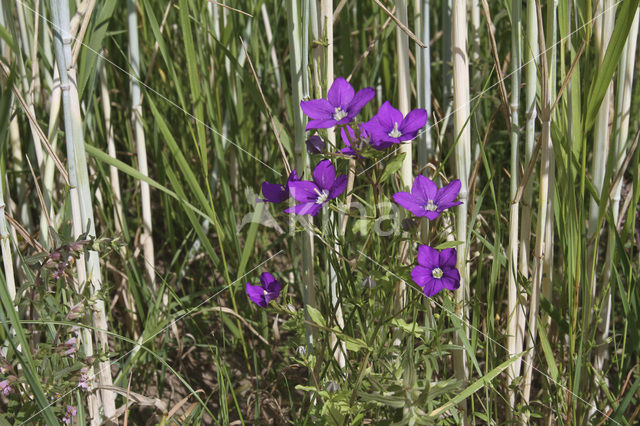 Large Venus’s-looking-glass (Legousia speculum-veneris)