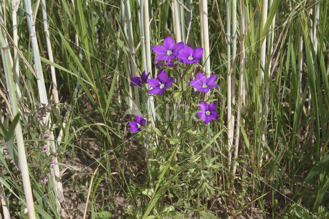 Groot spiegelklokje (Legousia speculum-veneris)