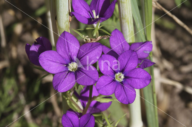 Groot spiegelklokje (Legousia speculum-veneris)