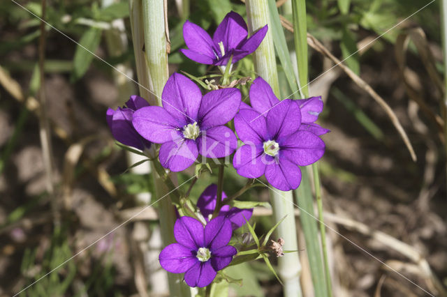 Groot spiegelklokje (Legousia speculum-veneris)