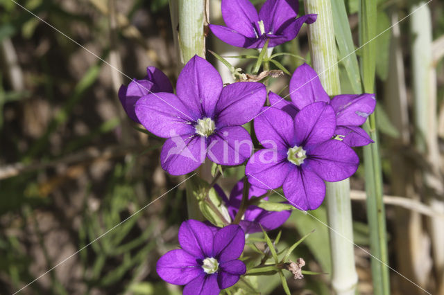 Groot spiegelklokje (Legousia speculum-veneris)