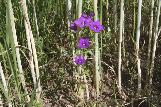 Groot spiegelklokje (Legousia speculum-veneris)