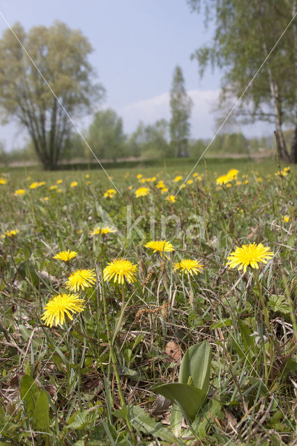 Grote keverorchis (Neottia ovata