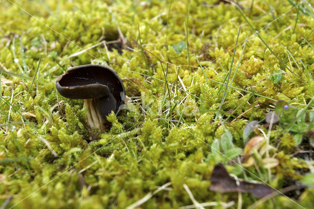 Grote schotelkluifzwam (Helvella queletii)