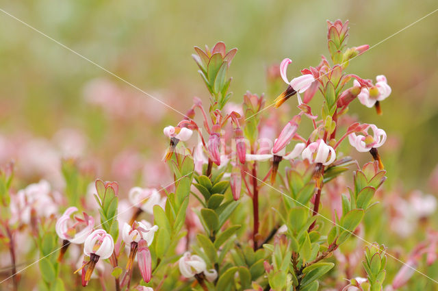 Grote Veenbes (Vaccinium macrocarpon)