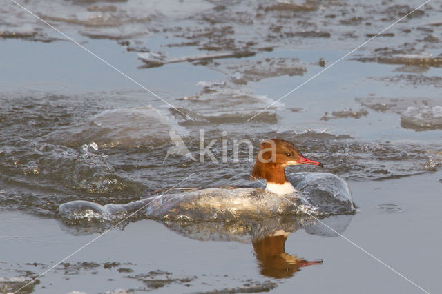 Grote Zaagbek (Mergus merganser)