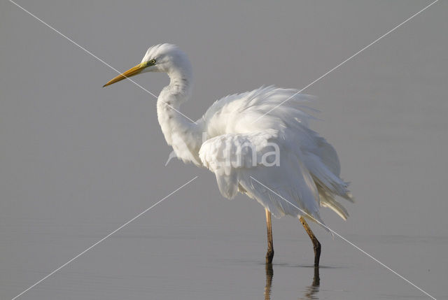 Grote zilverreiger (Casmerodius albus)