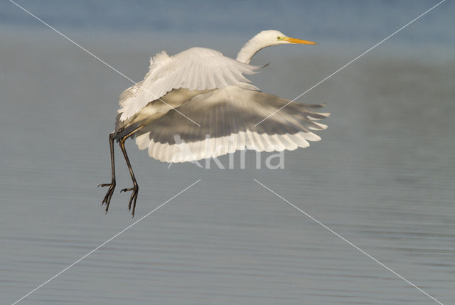 Grote zilverreiger (Casmerodius albus)
