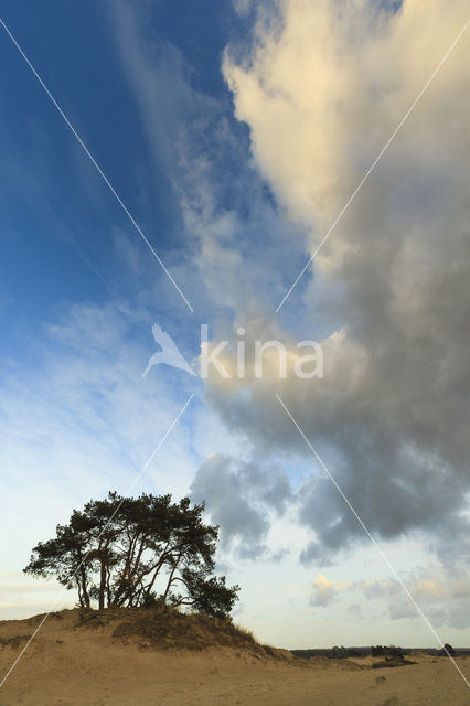 Scots Pine (Pinus sylvestris)