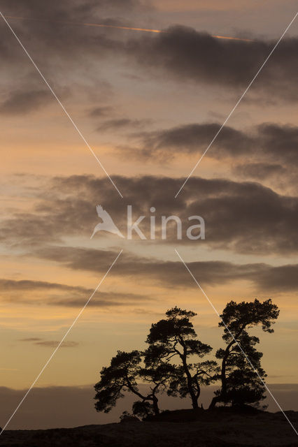 Scots Pine (Pinus sylvestris)