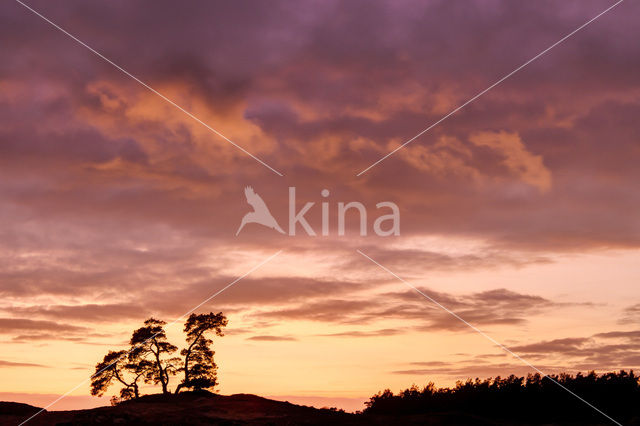 Scots Pine (Pinus sylvestris)