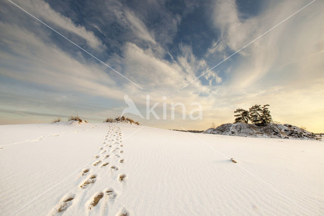 Scots Pine (Pinus sylvestris)