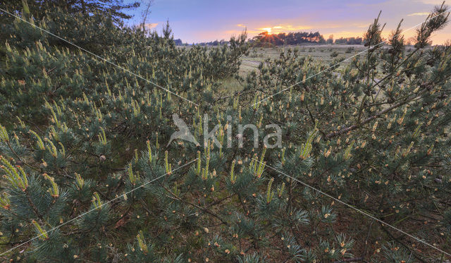 Grove den (Pinus sylvestris)