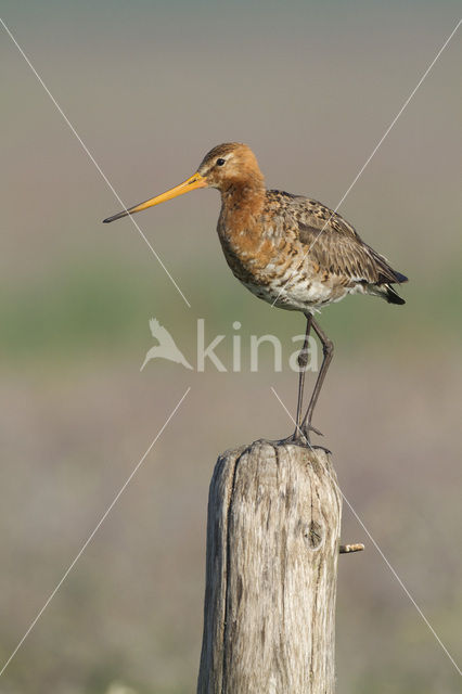 Black-tailed Godwit (Limosa limosa)