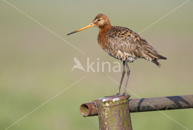 Black-tailed Godwit (Limosa limosa)