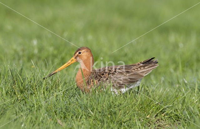 Grutto (Limosa limosa)