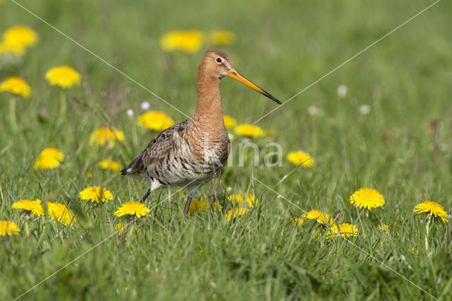 Black-tailed Godwit (Limosa limosa)