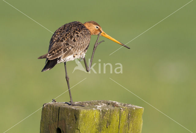 Black-tailed Godwit (Limosa limosa)