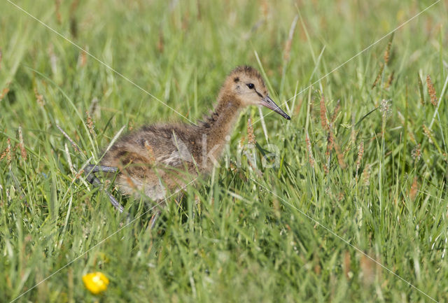 Black-tailed Godwit (Limosa limosa)