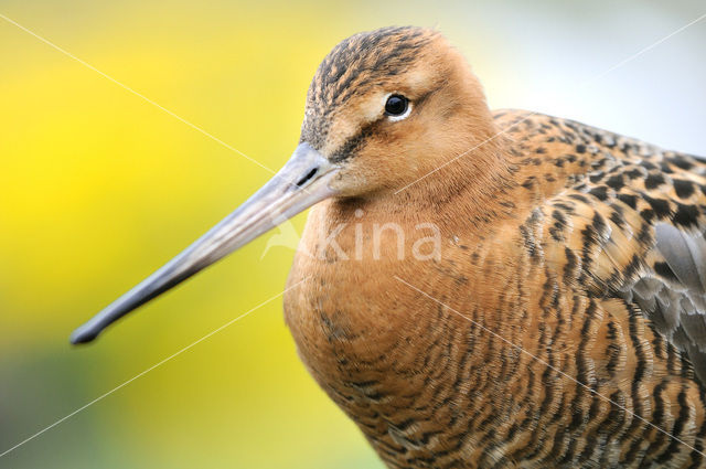 Grutto (Limosa limosa)