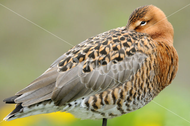 Black-tailed Godwit (Limosa limosa)