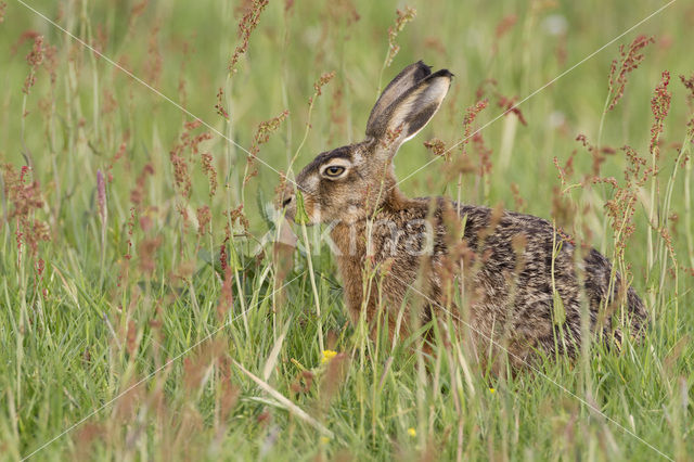 Haas (Lepus europaeus)