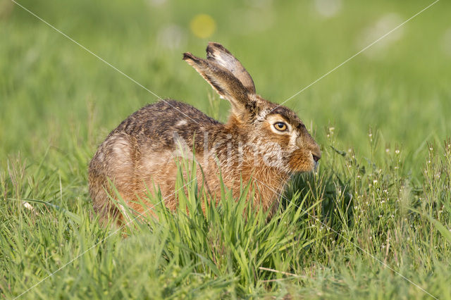 Brown Hare (Lepus europaeus)