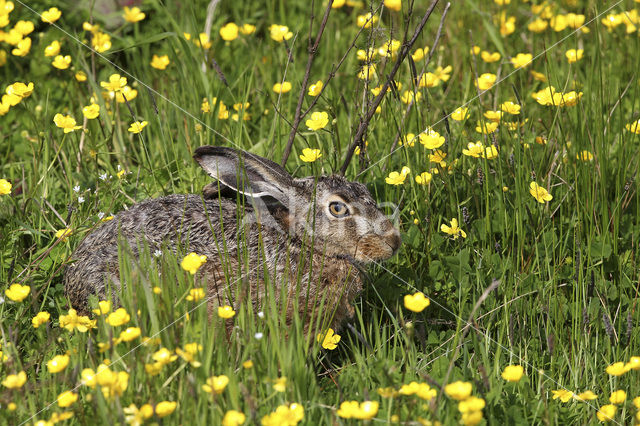 Haas (Lepus europaeus)