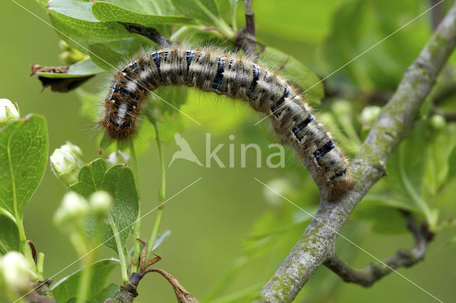 Northern Eggar (Lasiocampa quercus)