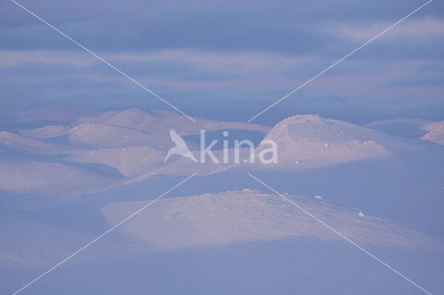 Hardangervidda National Park